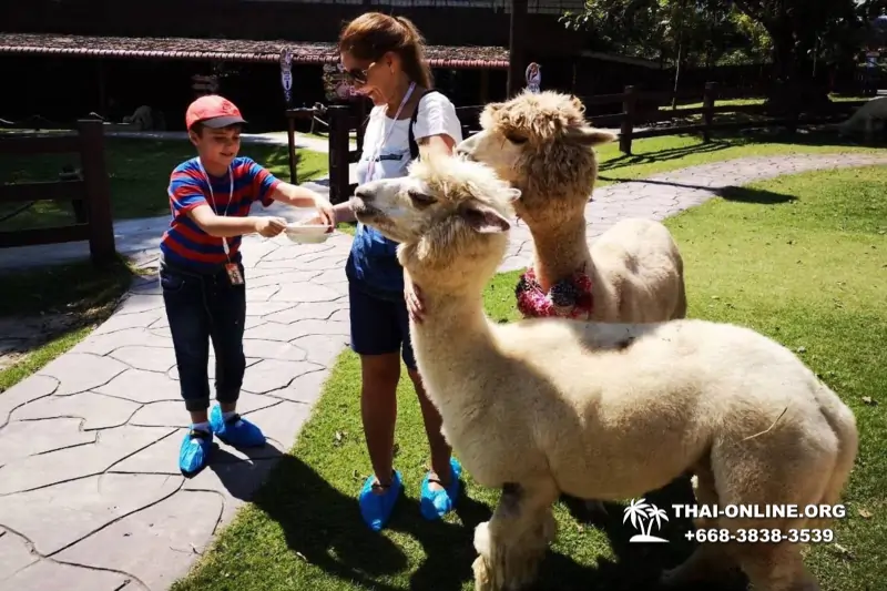 Альпака Парк экскурсия в Паттайе, однодневная тур программа Земля Королей и Альпака-Парк в Тайланде с компанией Magic Thai Online - фото 84