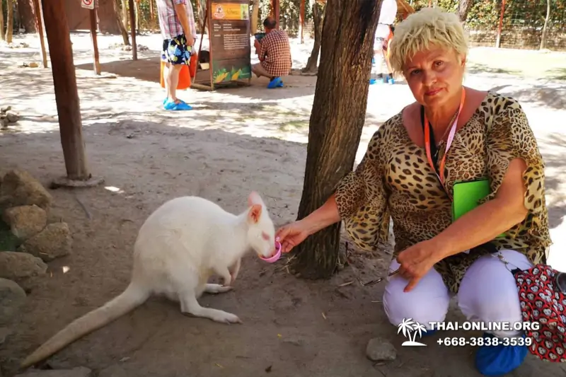 Альпака Парк экскурсия в Паттайе, однодневная тур программа Земля Королей и Альпака-Парк в Тайланде с компанией Magic Thai Online - фото 83