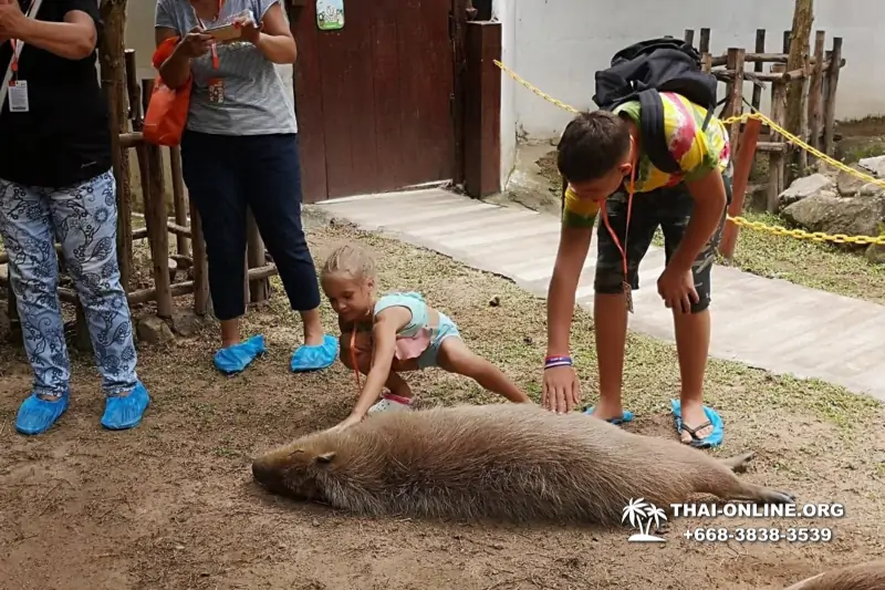 Альпака Парк экскурсия в Паттайе, однодневная тур программа Земля Королей и Альпака-Парк в Тайланде с компанией Magic Thai Online - фото 43