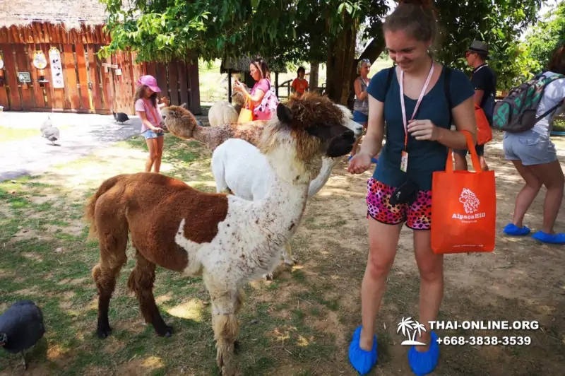 Альпака Парк экскурсия в Паттайе, однодневная тур программа Земля Королей и Альпака-Парк в Тайланде с компанией Magic Thai Online - фото 41