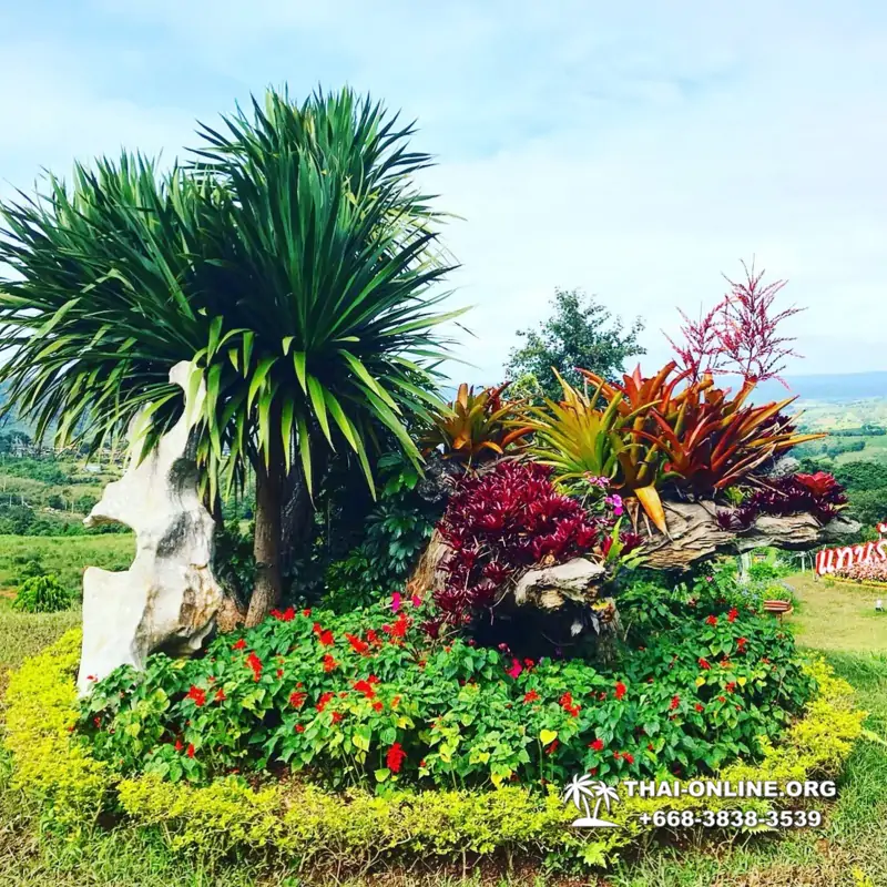 Над Облаками Паттайя Тайланд экскурсия в Петчабун Кхао Кхо фото 134
