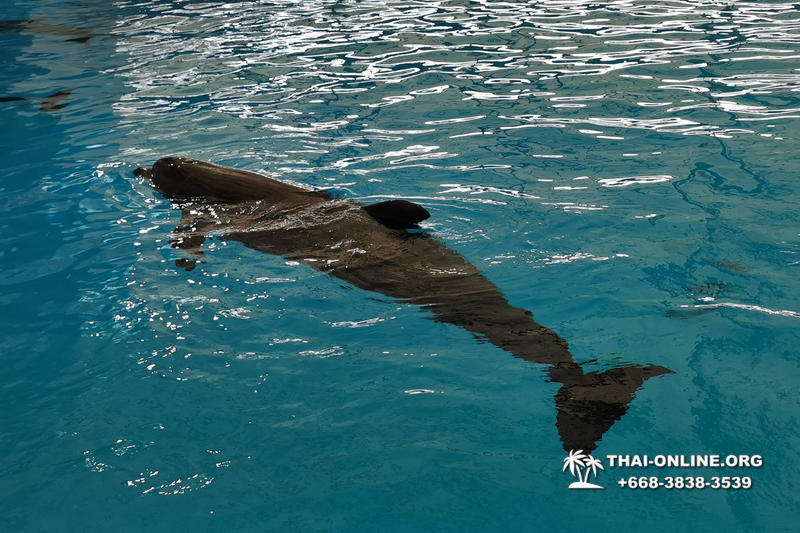 Дельфинарий Pattaya Dolphinarium экскурсия Magic Thai Online в Паттайе фото 8