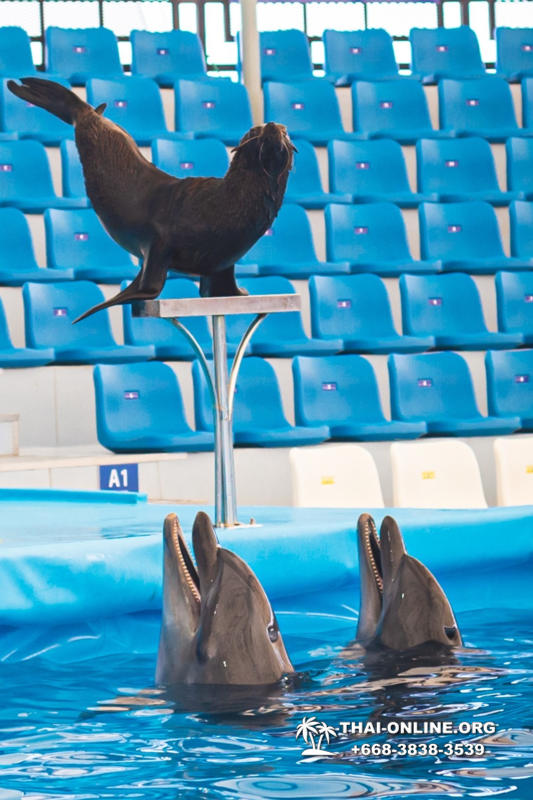 Дельфинарий Pattaya Dolphinarium экскурсия Magic Thai Online в Паттайе фото 5