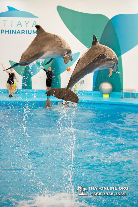 Дельфинарий Pattaya Dolphinarium экскурсия Magic Thai Online в Паттайе фото 4