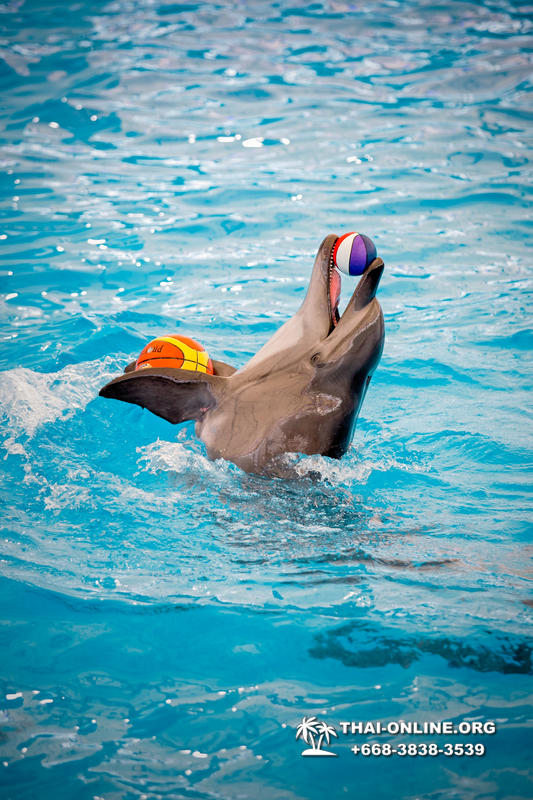 Дельфинарий Pattaya Dolphinarium экскурсия Magic Thai Online в Паттайе фото 26