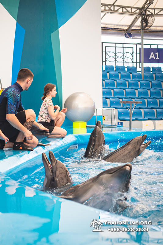 Дельфинарий Pattaya Dolphinarium экскурсия Magic Thai Online в Паттайе фото 7