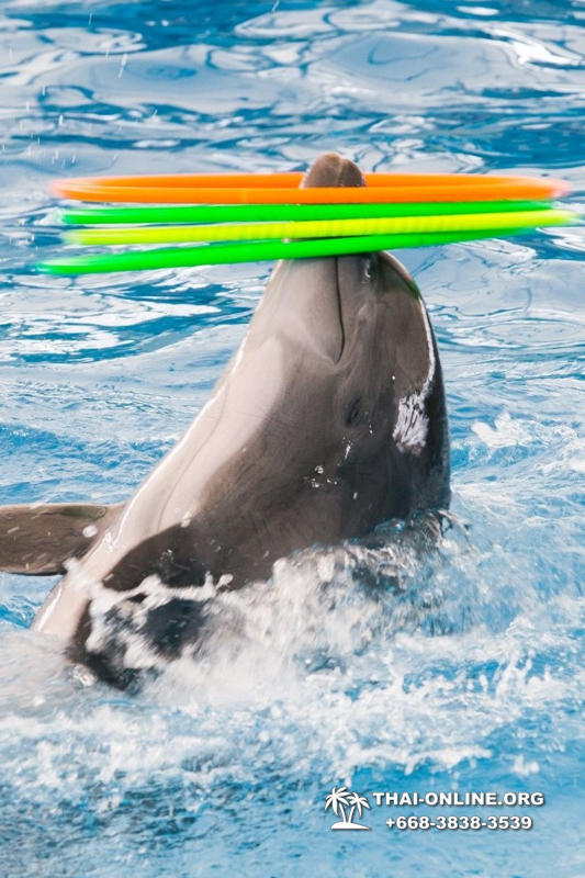 Дельфинарий Pattaya Dolphinarium экскурсия Magic Thai Online в Паттайе фото 22
