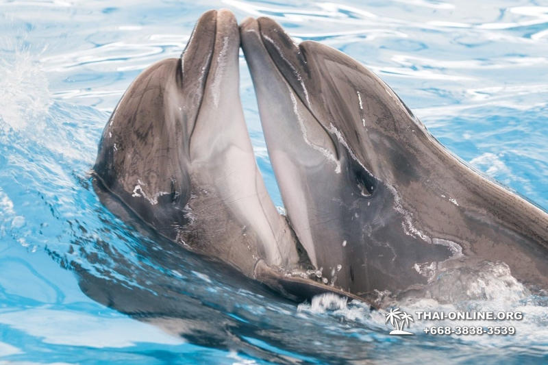 Дельфинарий Pattaya Dolphinarium экскурсия Magic Thai Online в Паттайе фото 25