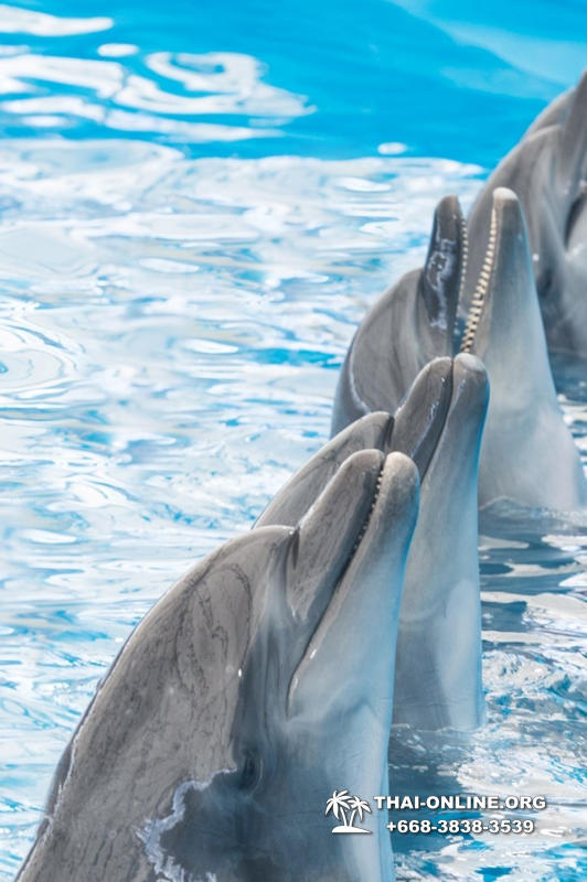 Дельфинарий Pattaya Dolphinarium экскурсия Magic Thai Online в Паттайе фото 18