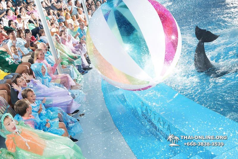 Дельфинарий Pattaya Dolphinarium экскурсия Magic Thai Online в Паттайе фото 23