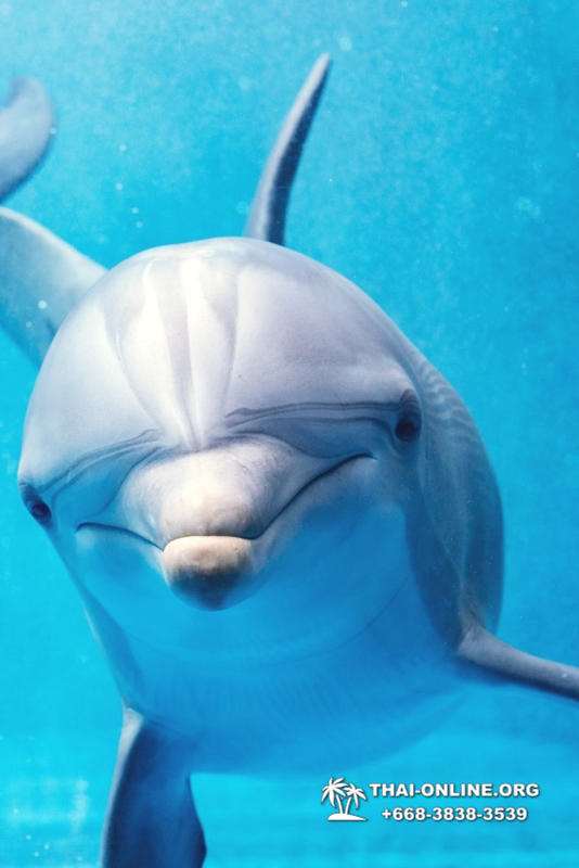 Дельфинарий Pattaya Dolphinarium экскурсия Magic Thai Online в Паттайе фото 9