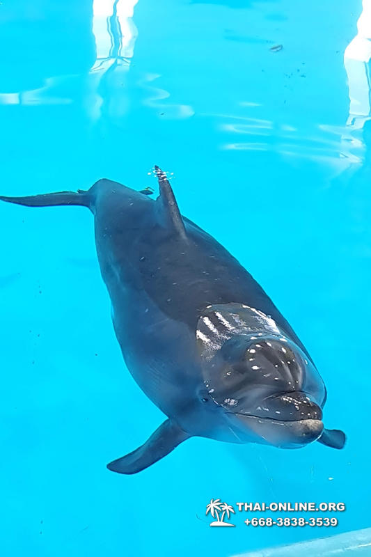 Дельфинарий Pattaya Dolphinarium экскурсия Magic Thai Online в Паттайе фото 2