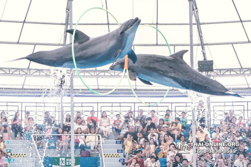 Дельфинарий Pattaya Dolphinarium экскурсия Magic Thai Online в Паттайе фото 19