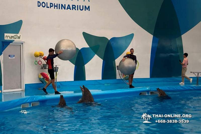 Дельфинарий Pattaya Dolphinarium экскурсия Magic Thai Online в Паттайе фото 3