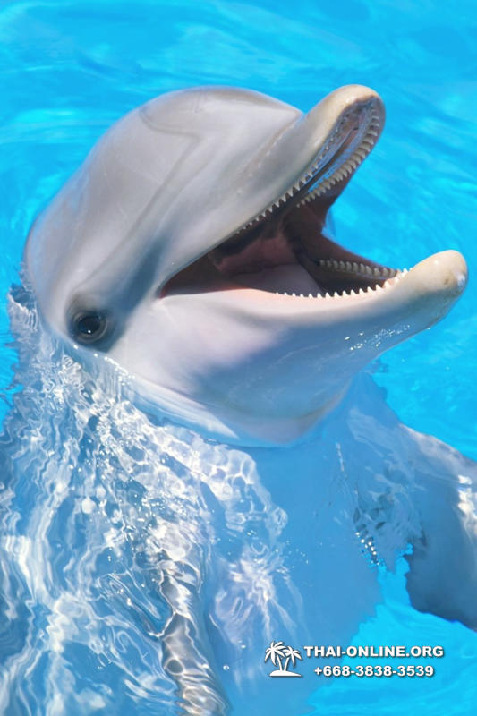 Дельфинарий Pattaya Dolphinarium экскурсия Magic Thai Online в Паттайе фото 11