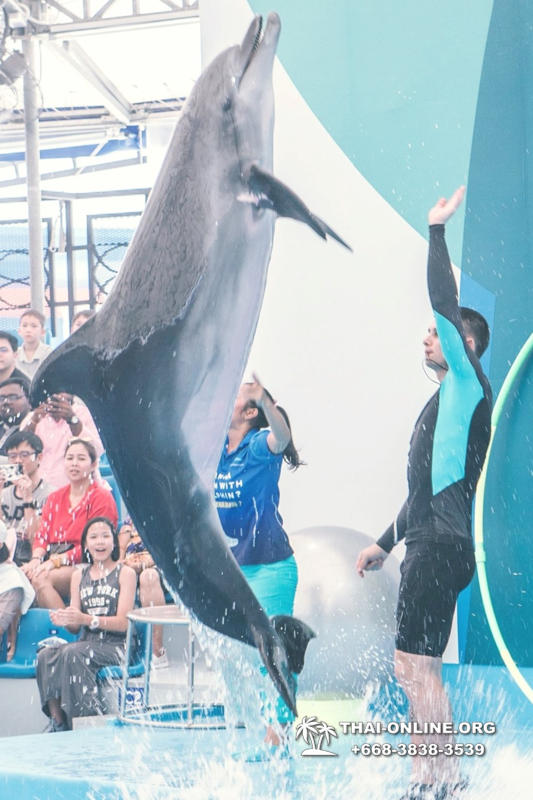Дельфинарий Pattaya Dolphinarium экскурсия Magic Thai Online в Паттайе фото 12