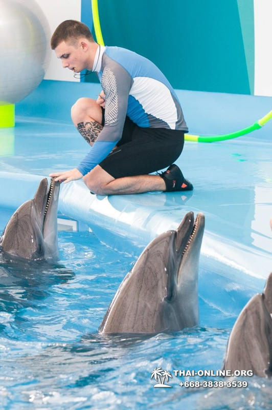Дельфинарий Pattaya Dolphinarium экскурсия Magic Thai Online в Паттайе фото 29