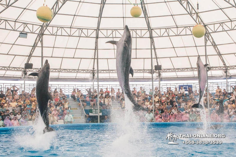 Дельфинарий Pattaya Dolphinarium экскурсия Magic Thai Online в Паттайе фото 21