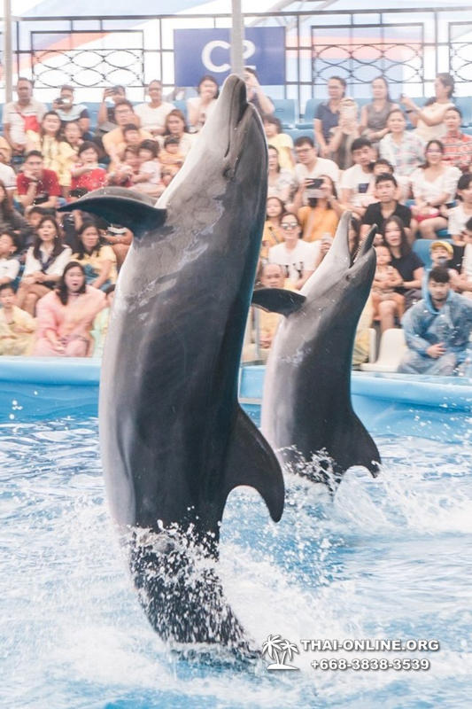 Дельфинарий Pattaya Dolphinarium экскурсия Magic Thai Online в Паттайе фото 16