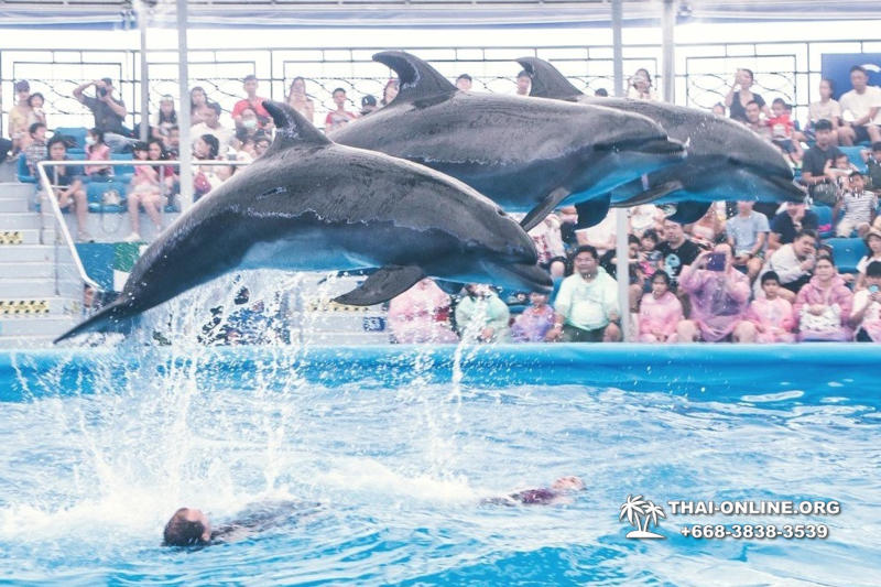 Дельфинарий Pattaya Dolphinarium экскурсия Magic Thai Online в Паттайе фото 28
