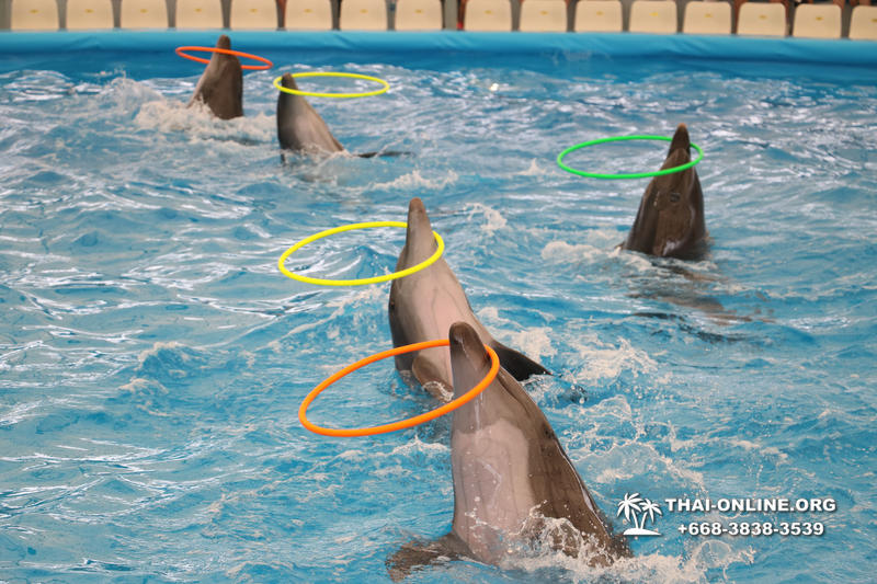 Дельфинарий Pattaya Dolphinarium экскурсия Magic Thai Online в Паттайе фото 1