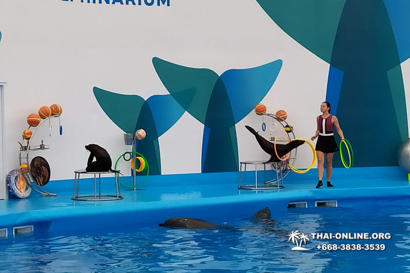 Дельфинарий Pattaya Dolphinarium экскурсия Magic Thai Online в Паттайе фото 6