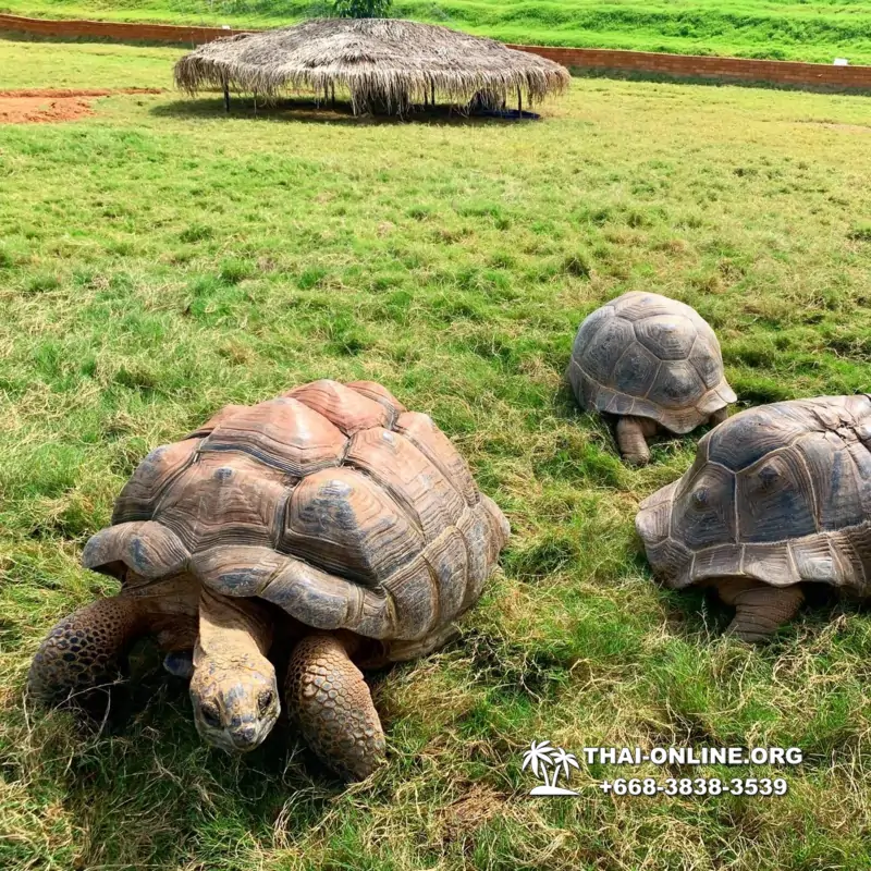 Instagram Тур Паттайя экскурсия турагентства Magic Thai Online фото 90