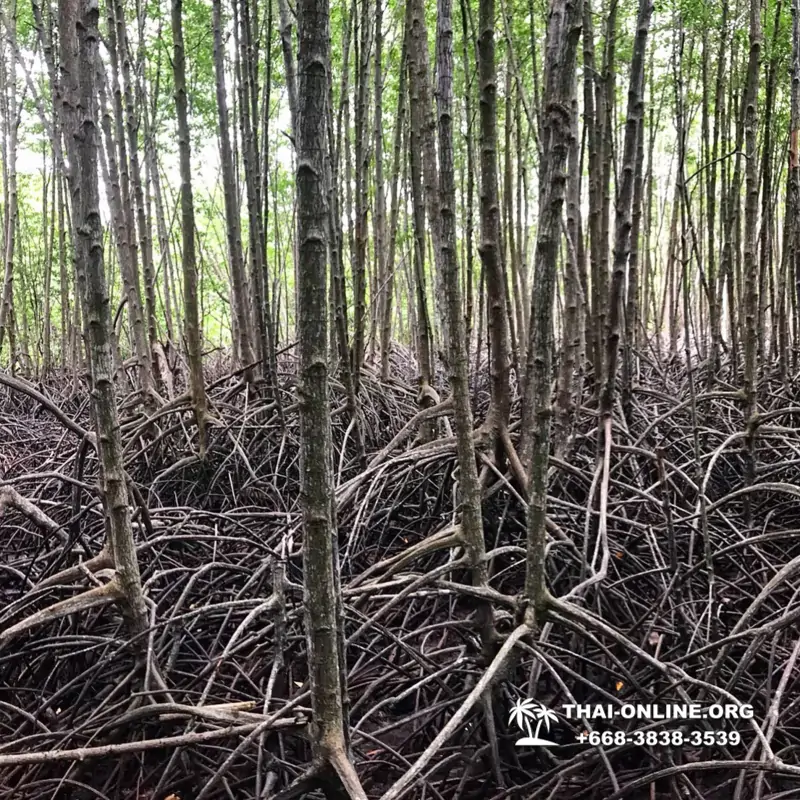 Экскурсия Сталкер в Паттайе Чантабури Таиланд - photo 118