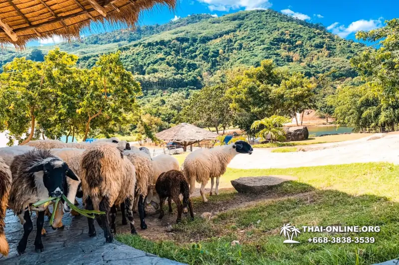 Следопыт экскурсия в Таиланде Паттайя фото Thai-Online 11