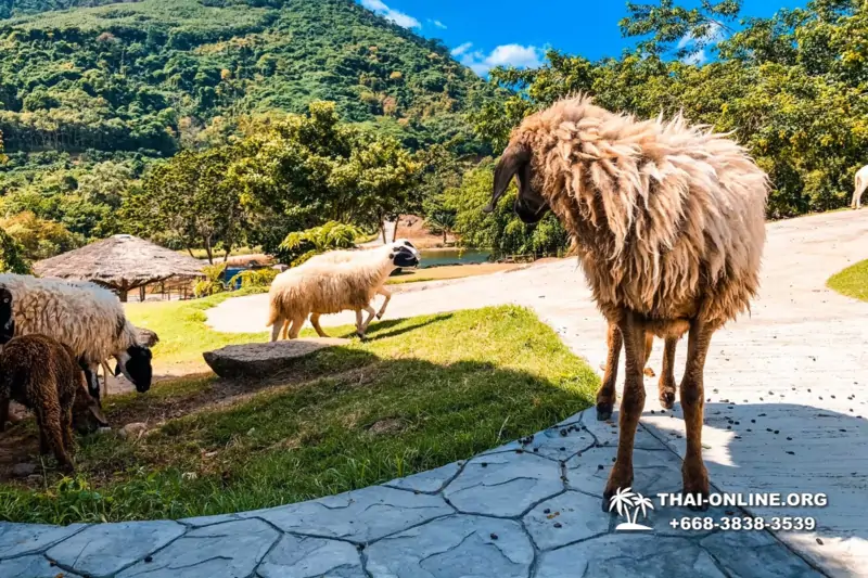 Следопыт экскурсия Seven Countries в Таиланде Паттайя фото 123