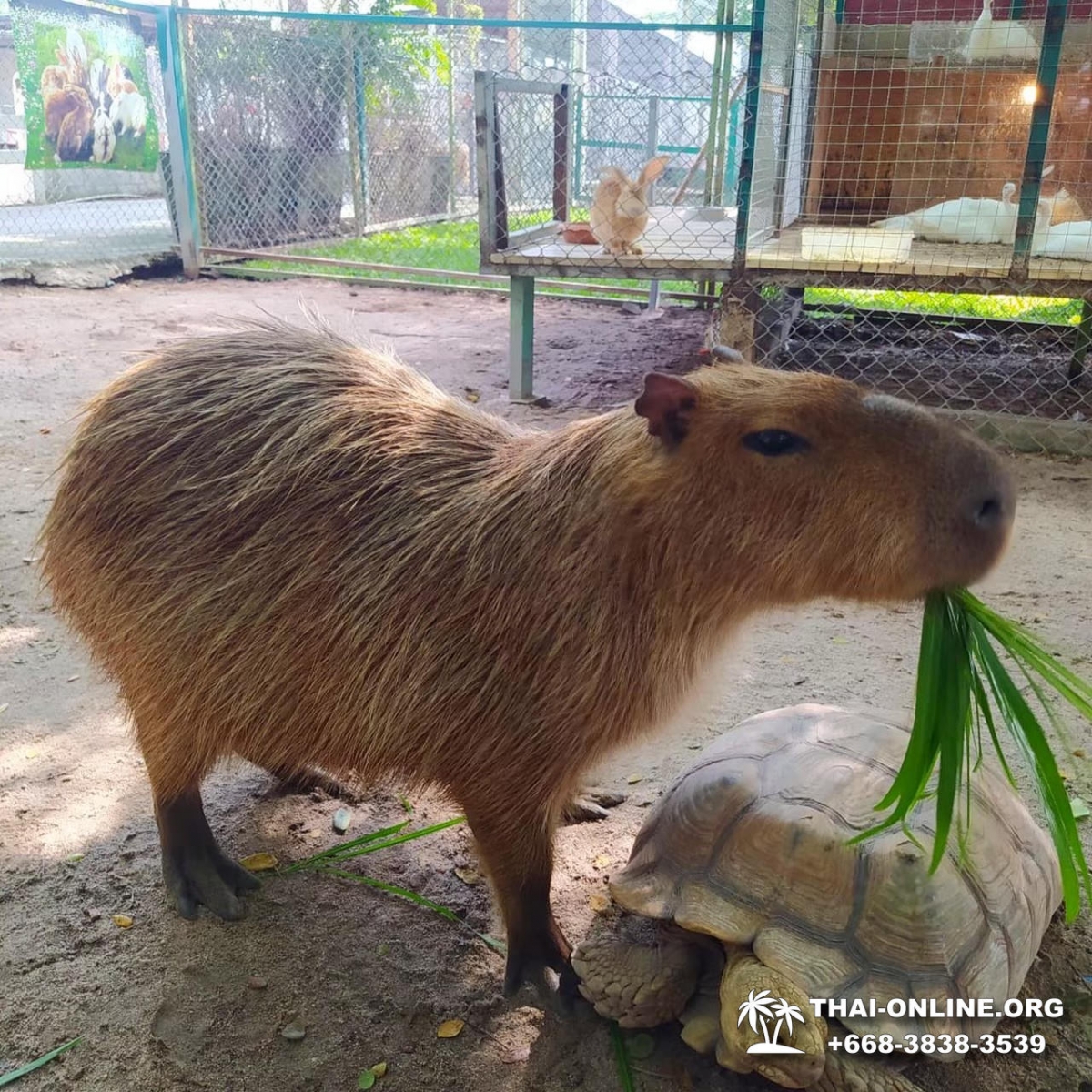 Кхао Кхео-2 открытый зоопарк фотография Thai-Online (12)