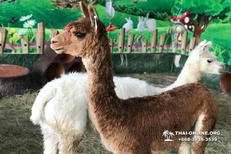 Аквариум Монстров в Паттайе экскурсия с турагентством Magic Thai Online - фото 17