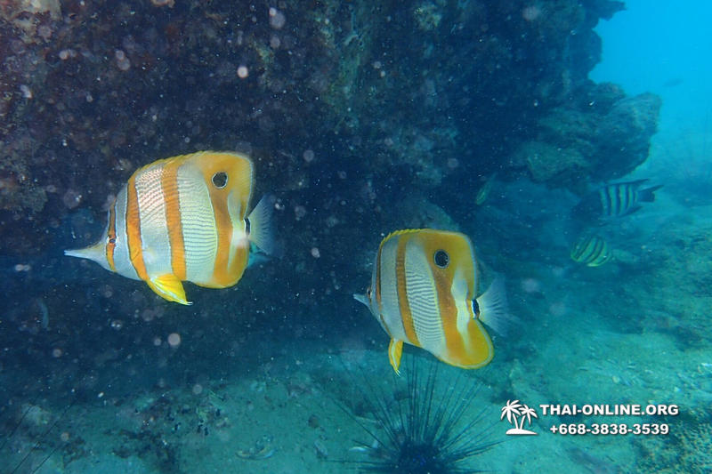 Intro Dive дайвинг в Тайланде курсы PADI Паттайя - фото 118