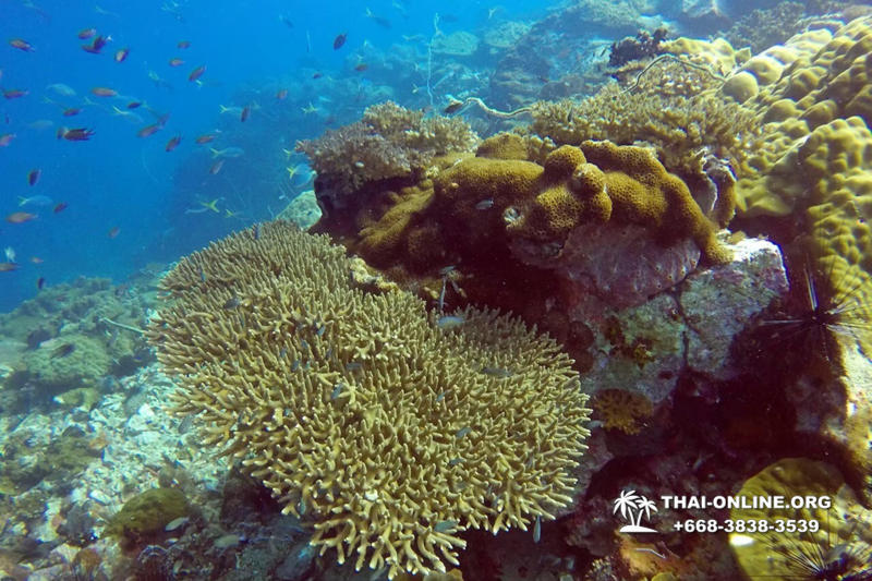 Intro Dive в Тайланде Патайя остров Ко Пай - фото 14