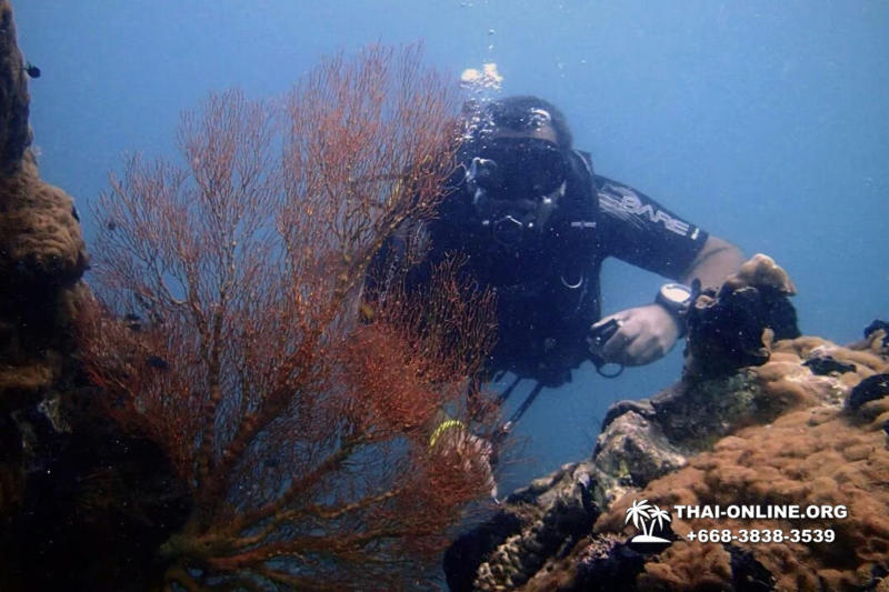 Intro Dive и Скуба Дайвинг для начинающих экскурсия компании Seven Countries в Паттайе Таиланде фото 26