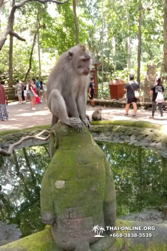 Поездка Бали Индонезия из Тайланда - фото Thai Online 142