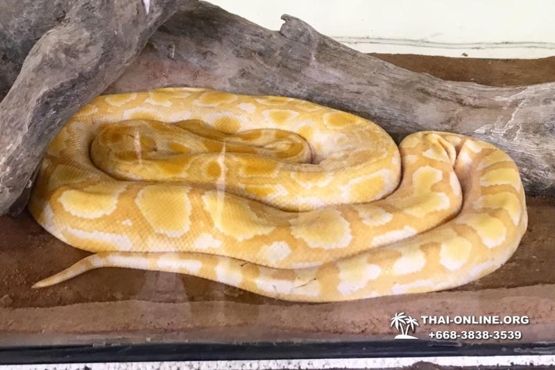 Паттайя Кобровая Ферма и шоу змей в Тайланде экскурсия с туристической компанией Magic Thai Online - фото 14