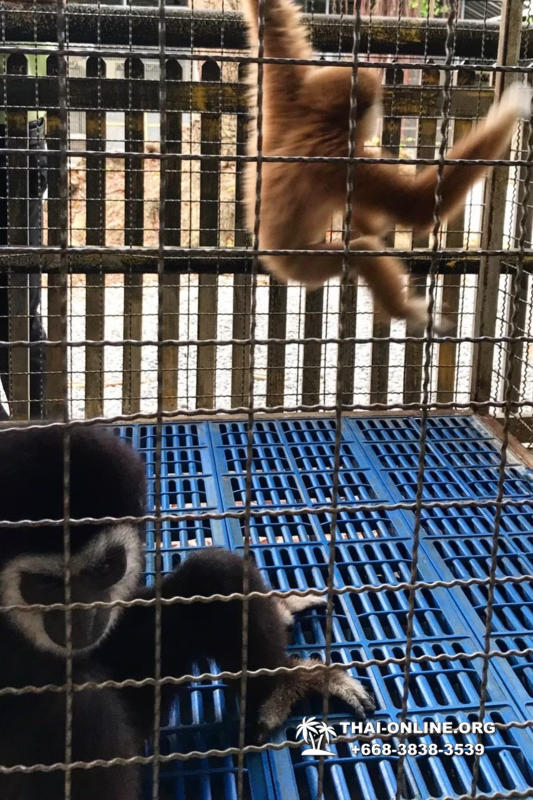 Паттайя Кобровая Ферма и шоу змей в Тайланде экскурсия с туристической компанией Magic Thai Online - фото 5