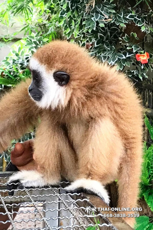 Паттайя Кобровая Ферма и шоу змей в Тайланде экскурсия с туристической компанией Magic Thai Online - фото 10