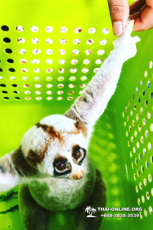 Паттайя Кобровая Ферма и шоу змей в Тайланде экскурсия с туристической компанией Magic Thai Online - фото 3