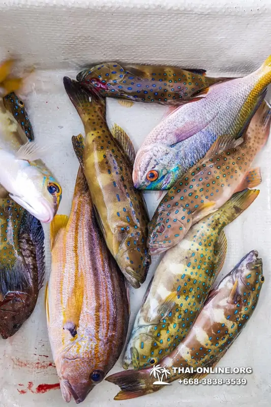 Большая морская рыбалка 7 Countries Паттайя Таиланд Real Fishing 21