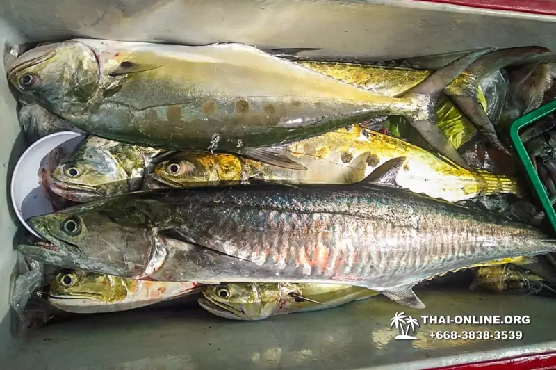 Большая морская рыбалка 7 Countries Паттайя Таиланд Real Fishing 45