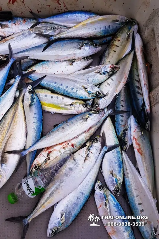 Большая морская рыбалка 7 Countries Паттайя Таиланд Real Fishing 23