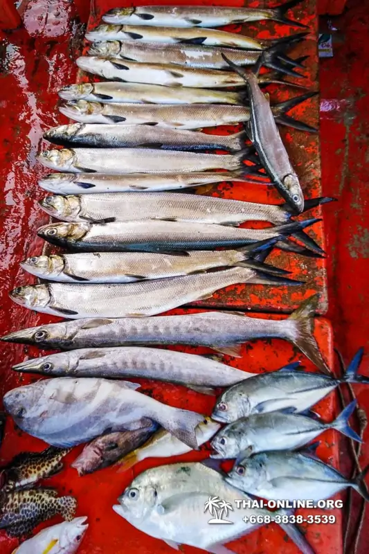 Большая морская рыбалка 7 Countries Паттайя Таиланд Real Fishing 16