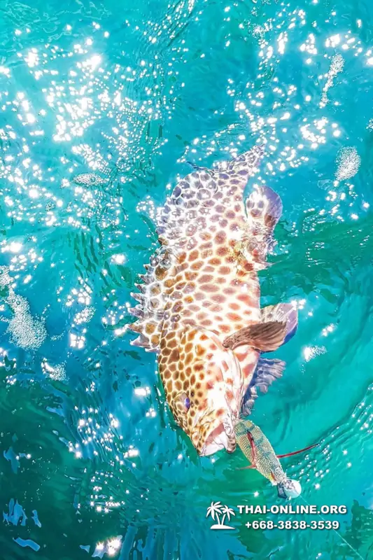 Большая морская рыбалка 7 Countries Паттайя Таиланд Real Fishing 20
