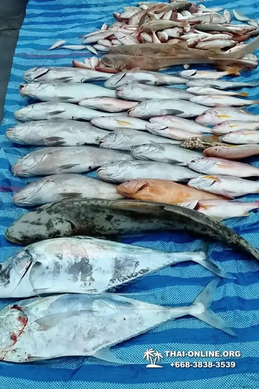 Морская рыбалка на крупную рыбу в Тайланде, экскурсии в Паттайе от компании 7 Стран фото 15