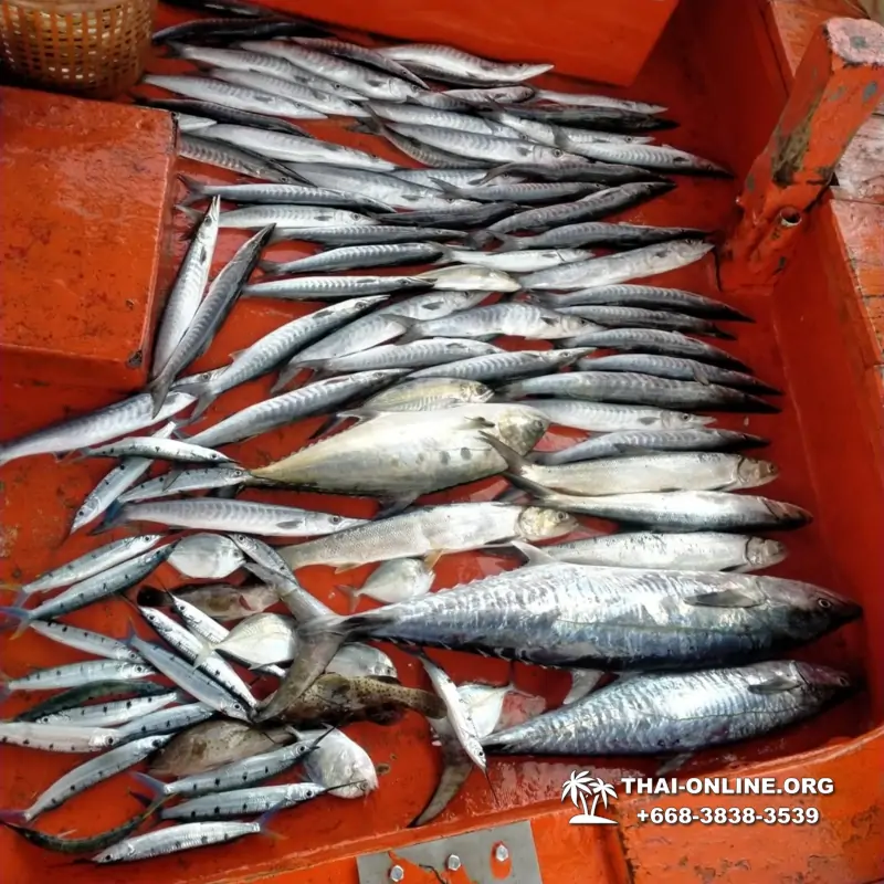 Морская рыбалка на крупную рыбу в Тайланде, экскурсии в Паттайе от компании 7 Стран фото 5