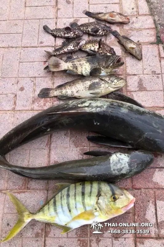 Морская рыбалка на крупную рыбу в Тайланде, экскурсии в Паттайе от компании 7 Стран фото 7