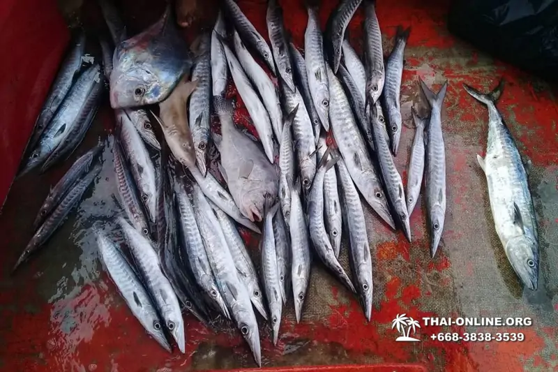 Морская рыбалка на крупную рыбу в Тайланде, экскурсии в Паттайе от компании 7 Стран фото 26