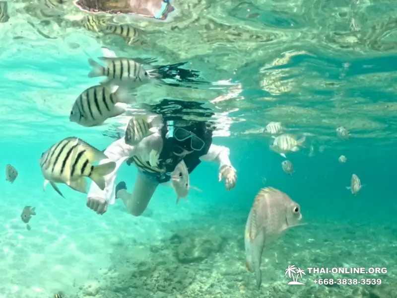 Морское Дискавери экскурсия в Паттайе Таиланде - фото 128